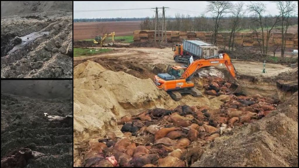 Csemezpuszta – feljelentésminta ismeretlen tettes ellen Btk. 241. § szerinti környezetkárosítás bűntette gyanúja&nbsp;miatt